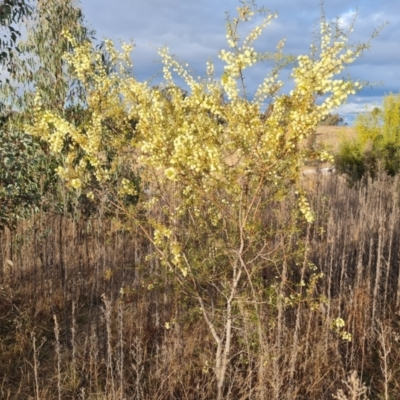 Acacia genistifolia (Early Wattle) at Jerrabomberra, ACT - 28 Jul 2022 by Mike