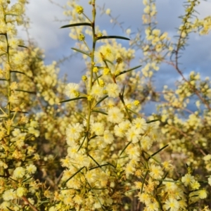 Acacia genistifolia at Jerrabomberra, ACT - 28 Jul 2022