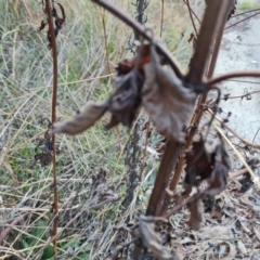 Bidens pilosa at Jerrabomberra, ACT - 28 Jul 2022