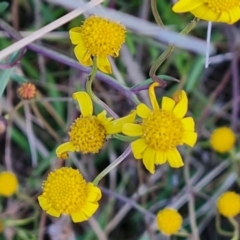 Senecio madagascariensis at Jerrabomberra, ACT - 28 Jul 2022 04:45 PM