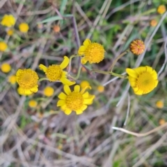 Senecio madagascariensis at Jerrabomberra, ACT - 28 Jul 2022