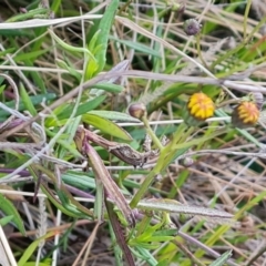 Senecio madagascariensis at Jerrabomberra, ACT - 28 Jul 2022 04:45 PM