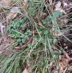Veronica calycina (Hairy Speedwell) at Hall, ACT - 25 Jul 2022 by Rosie