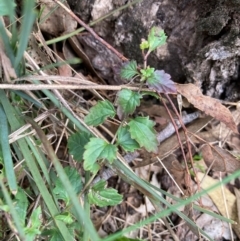 Veronica plebeia at Hall, ACT - 25 Jul 2022 04:11 PM