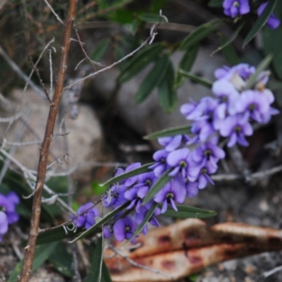 Hovea heterophylla (Common Hovea) at Wanniassa Hill - 28 Jul 2022 by Harrisi