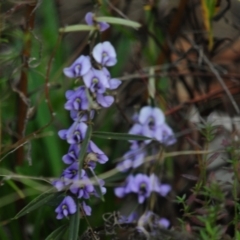 Hovea heterophylla at Jerrabomberra, ACT - 28 Jul 2022