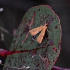 Musotima nitidalis (A Crambid moth) at Jerrabomberra, ACT - 28 Jul 2022 by Harrisi