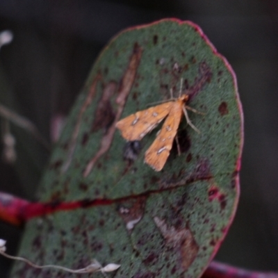 Musotima nitidalis (A Crambid moth) at Wanniassa Hill - 28 Jul 2022 by Harrisi