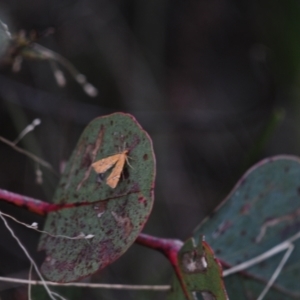 Musotima nitidalis at Jerrabomberra, ACT - 28 Jul 2022