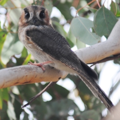 Aegotheles cristatus (Australian Owlet-nightjar) at Jerrabomberra, ACT - 28 Jul 2022 by Harrisi