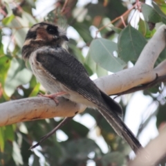 Aegotheles cristatus at Jerrabomberra, ACT - 28 Jul 2022