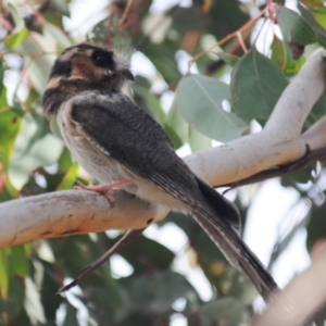 Aegotheles cristatus at Jerrabomberra, ACT - 28 Jul 2022 12:23 PM