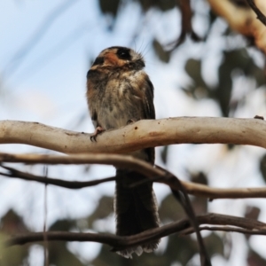 Aegotheles cristatus at Jerrabomberra, ACT - 28 Jul 2022