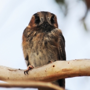 Aegotheles cristatus at Jerrabomberra, ACT - 28 Jul 2022