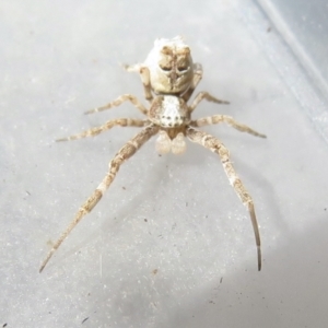 Philoponella congregabilis at Narrabundah, ACT - 24 Jul 2022