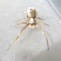 Philoponella congregabilis (Social house spider) at Narrabundah, ACT - 24 Jul 2022 by RobParnell