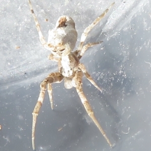 Philoponella congregabilis at Narrabundah, ACT - 24 Jul 2022