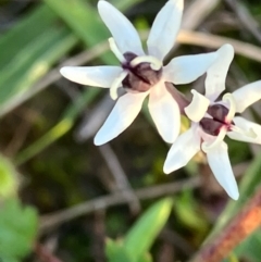 Wurmbea dioica subsp. dioica (Early Nancy) at Suttons Dam - 30 Jul 2022 by KL