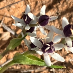 Wurmbea dioica subsp. dioica at Fentons Creek, VIC - 30 Jul 2022 01:33 PM