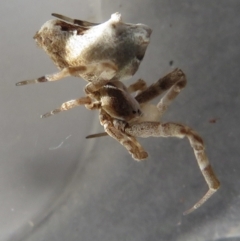 Philoponella sp. (Venomless spider) at Narrabundah, ACT - 24 Jul 2022 by RobParnell