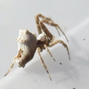 Philoponella sp. (genus) at Narrabundah, ACT - 24 Jul 2022