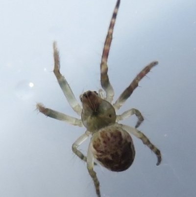 Unidentified Spider (Araneae) at Narrabundah, ACT - 24 Jul 2022 by RobParnell
