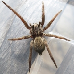 Mituliodon tarantulinus (Prowling Spider) at Narrabundah, ACT - 26 Jul 2022 by RobParnell