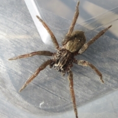 Mituliodon tarantulinus at Narrabundah, ACT - 26 Jul 2022