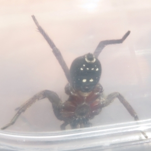 Mituliodon tarantulinus at Narrabundah, ACT - 26 Jul 2022