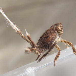 Fulgoroidea sp. (superfamily) at Narrabundah, ACT - 26 Jul 2022