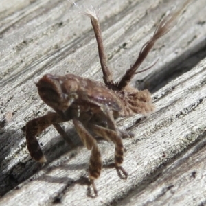 Fulgoroidea sp. (superfamily) at Narrabundah, ACT - 26 Jul 2022 01:36 PM