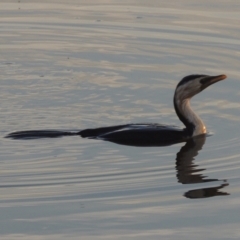 Microcarbo melanoleucos (Little Pied Cormorant) at Molonglo Valley, ACT - 22 Mar 2022 by MichaelBedingfield