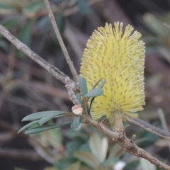 Banksia integrifolia subsp. integrifolia (Coast Banksia) at Merimbula, NSW - 18 Jul 2020 by michaelb