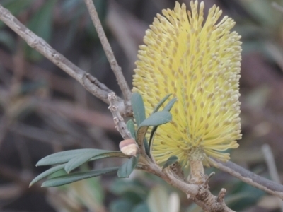 Banksia integrifolia subsp. integrifolia (Coast Banksia) at Merimbula, NSW - 18 Jul 2020 by michaelb