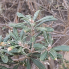 Banksia integrifolia subsp. integrifolia at Merimbula, NSW - 18 Jul 2020