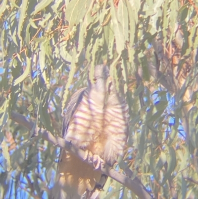Aviceda subcristata (Pacific Baza) at Red Hill Nature Reserve - 28 Jul 2022 by Ned_Johnston