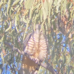 Aviceda subcristata (Pacific Baza) at Red Hill Nature Reserve - 28 Jul 2022 by Ned_Johnston