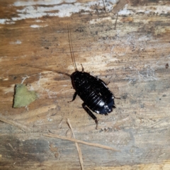 Unidentified Cockroach (Blattodea, several families) (TBC) at Kambah, ACT - 28 Jul 2022 by MatthewFrawley