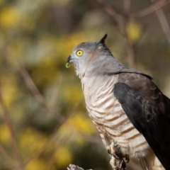 Aviceda subcristata (Pacific Baza) at Red Hill, ACT - 29 Jul 2022 by rawshorty