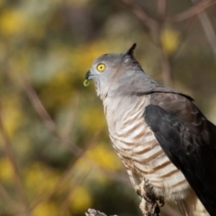 Aviceda subcristata (Pacific Baza) at Red Hill Nature Reserve - 28 Jul 2022 by rawshorty