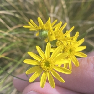 Senecio madagascariensis at Bruce, ACT - 29 Jul 2022