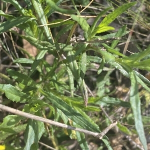 Senecio madagascariensis at Bruce, ACT - 29 Jul 2022