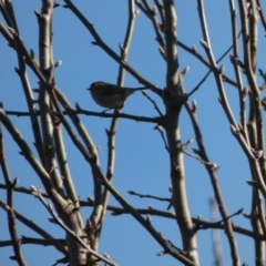 Acanthiza pusilla (Brown Thornbill) at McKellar, ACT - 11 Jul 2022 by Birdy