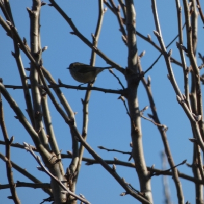 Acanthiza pusilla (Brown Thornbill) at McKellar, ACT - 11 Jul 2022 by Birdy