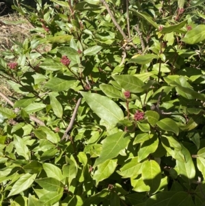 Viburnum tinus at Dickson, ACT - 29 Jul 2022