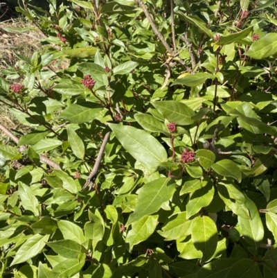 Viburnum tinus (Laurustinus) at Dickson, ACT - 29 Jul 2022 by NedJohnston