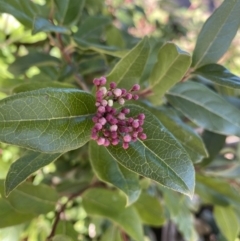 Viburnum tinus at Dickson, ACT - 29 Jul 2022