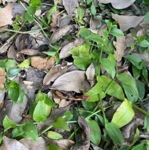 Tradescantia fluminensis at O'Connor, ACT - 28 Jul 2022 02:49 PM