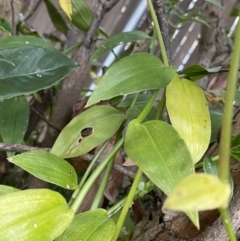 Tradescantia fluminensis at O'Connor, ACT - 28 Jul 2022 02:49 PM