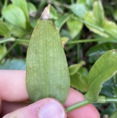 Tradescantia fluminensis at O'Connor, ACT - 28 Jul 2022 02:49 PM